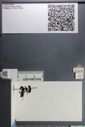 Media type: image; Entomology 674832